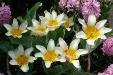 Forced Rock Tulips in full bloom 09-Rock Tulips in full bloom-230x153